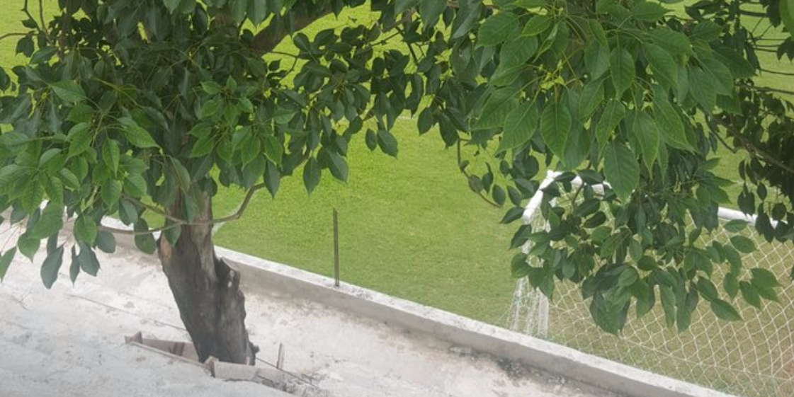 В Парагвае строят стадион с деревьями на трибунах