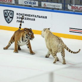 Команда КХЛ "Амур" выпустила тигров на хоккейную площадку